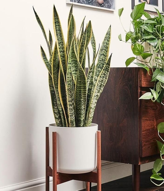 Les plantes d’intérieurs tendance 🏡🤩