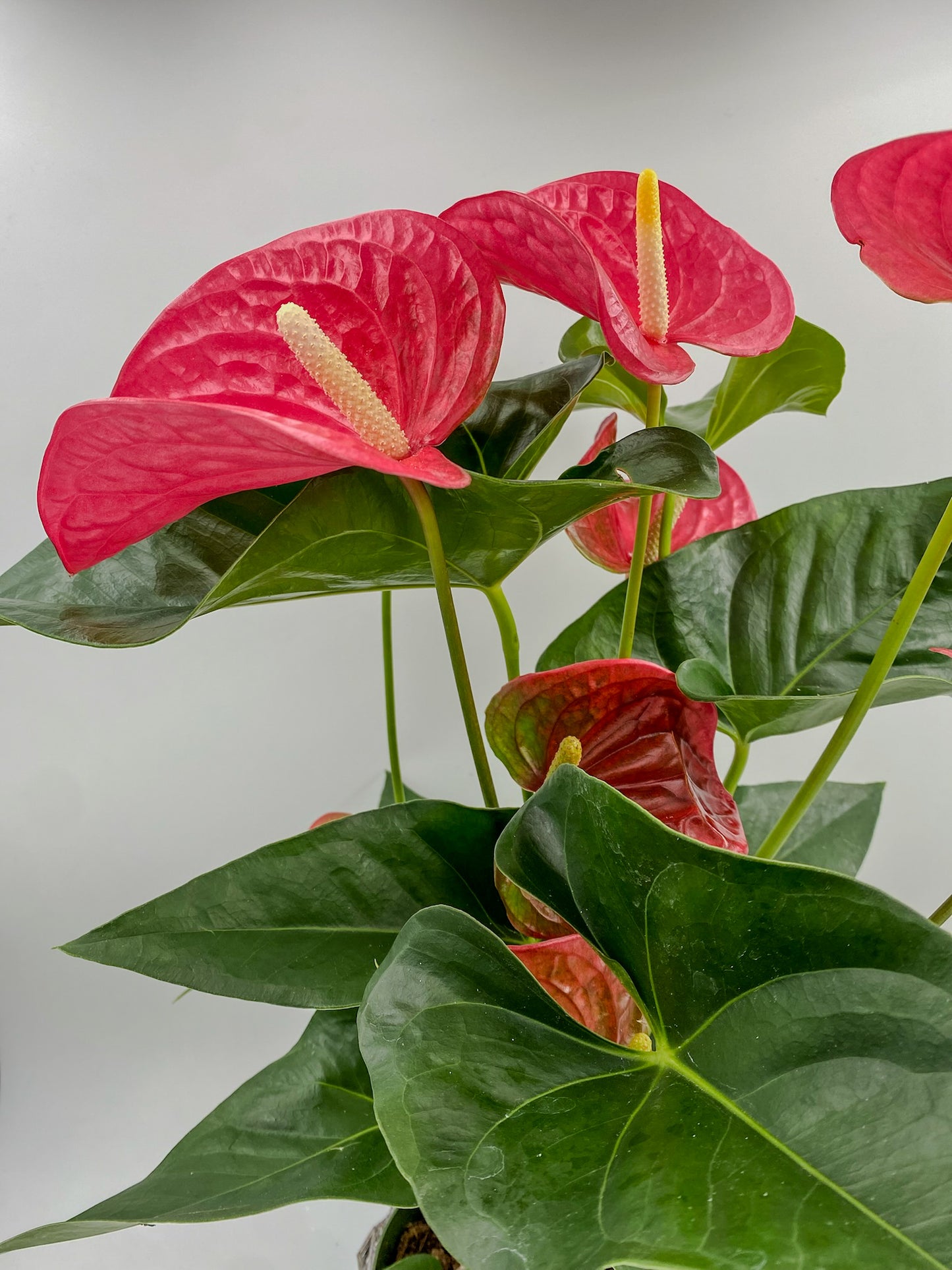 ❤️🔥 ANTHURIUM ❤️🔥