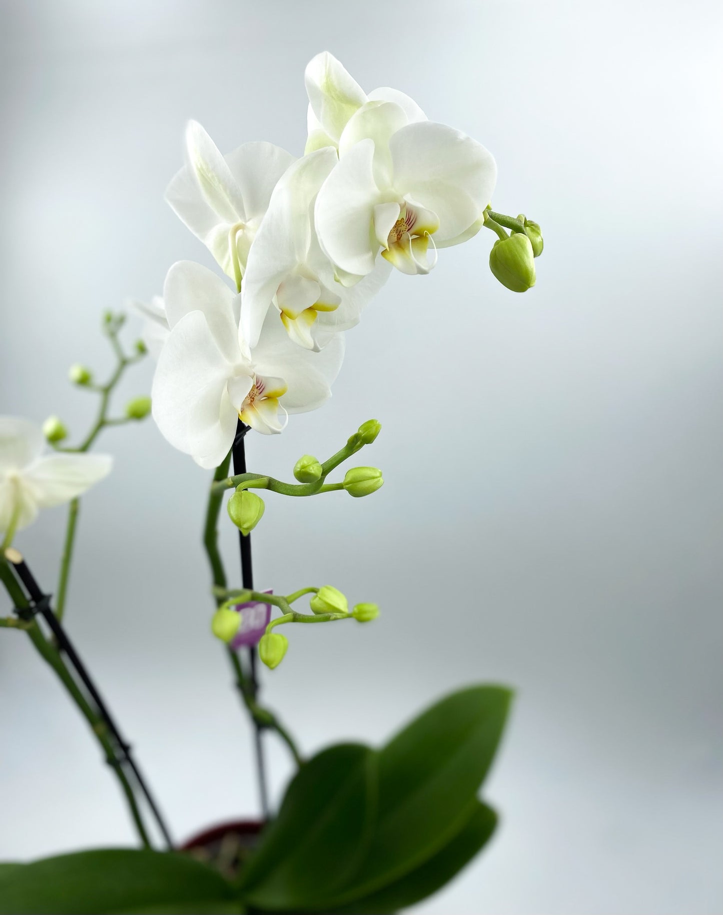 🧞♀️ORCHIDÉE 🧞♀️