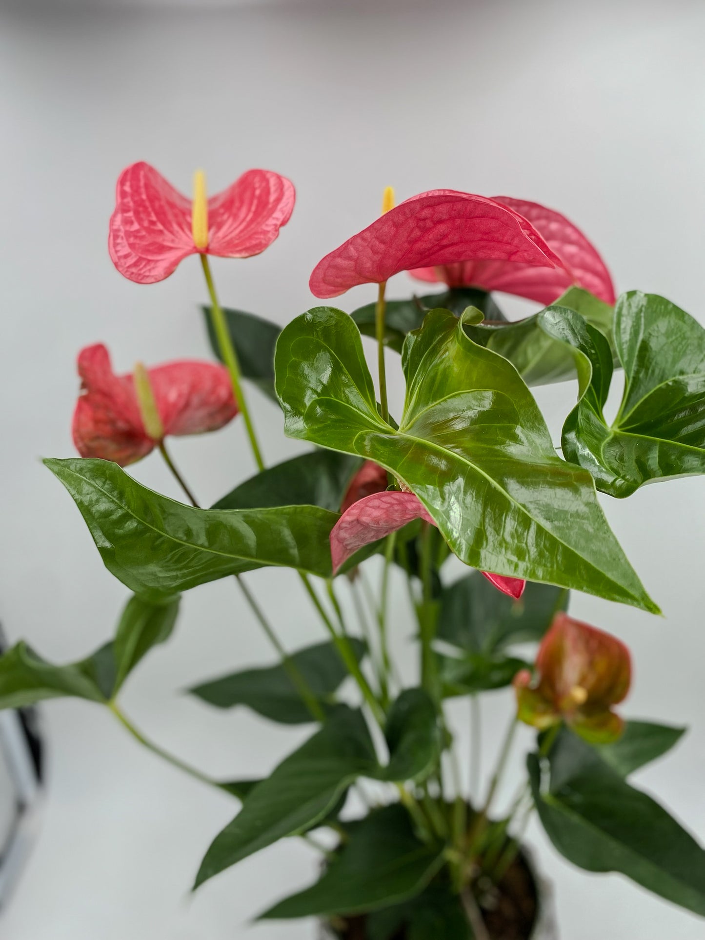 ❤️🔥 ANTHURIUM ❤️🔥