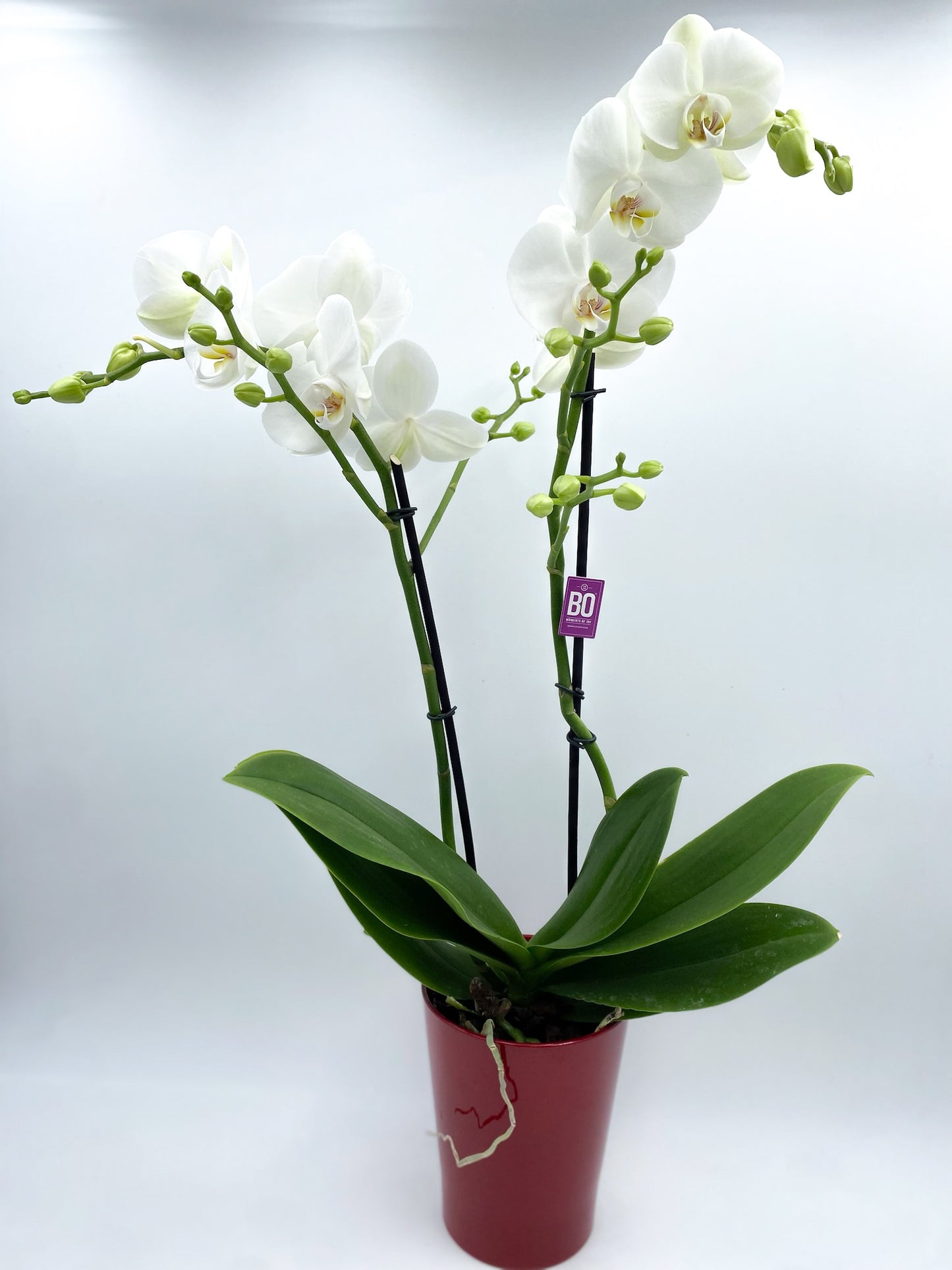 🧞♀️ORCHIDÉE 🧞♀️