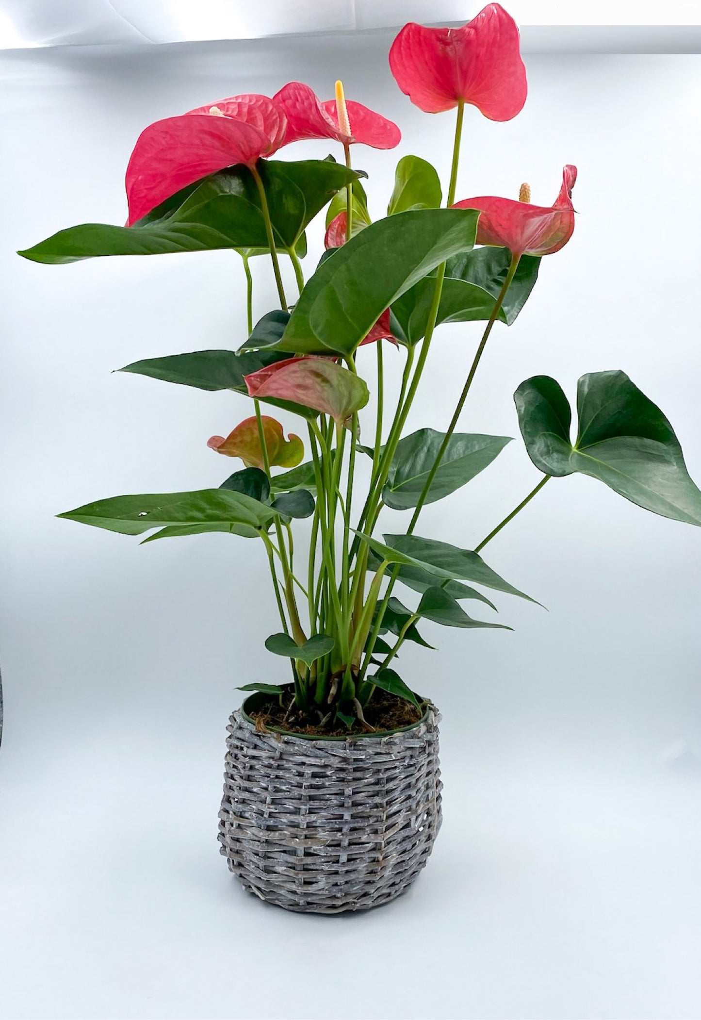 ❤️🔥 ANTHURIUM ❤️🔥