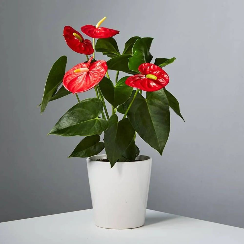 ❤️🔥 ANTHURIUM ❤️🔥