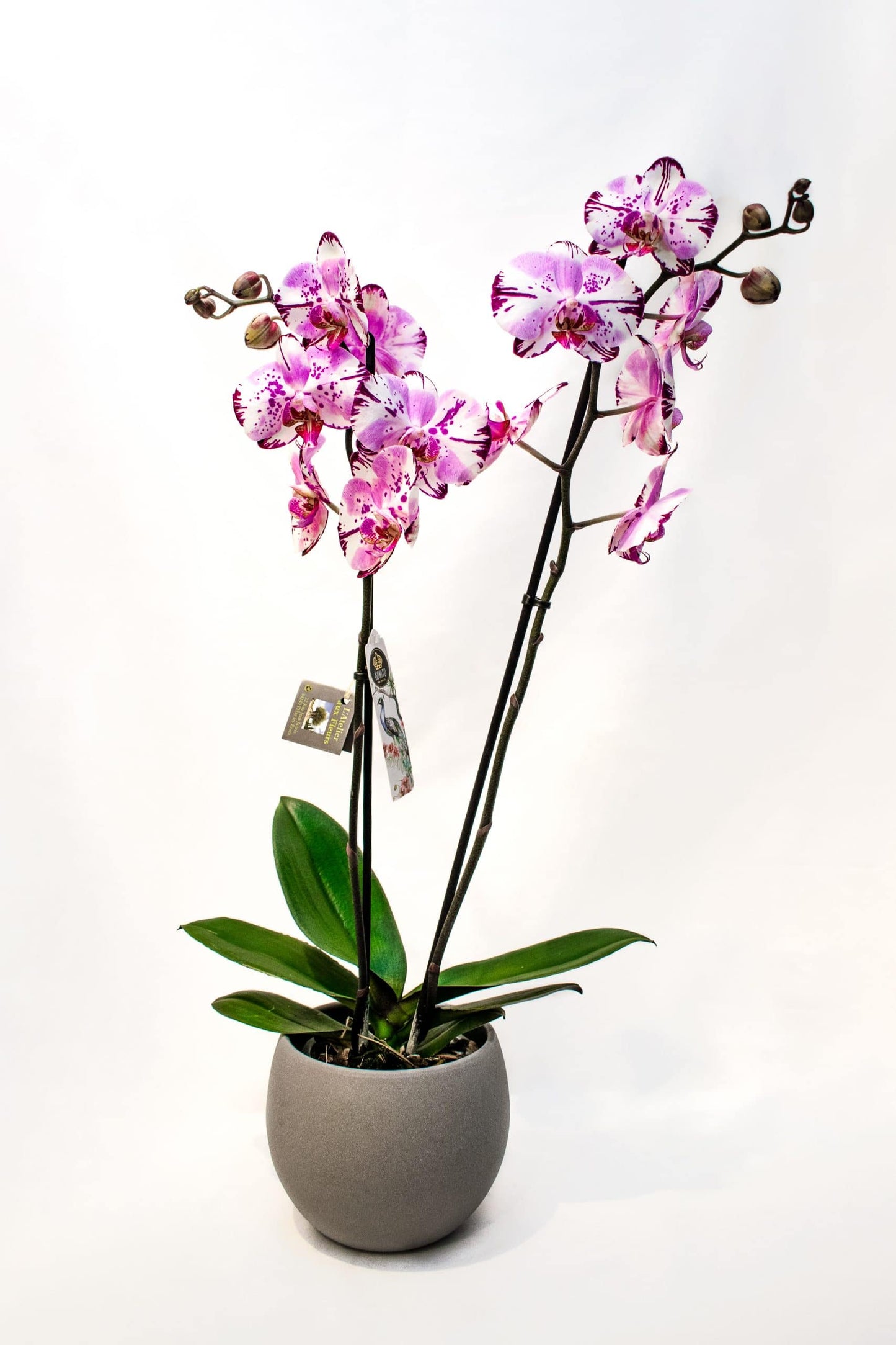 🧞♀️ORCHIDÉE 🧞♀️