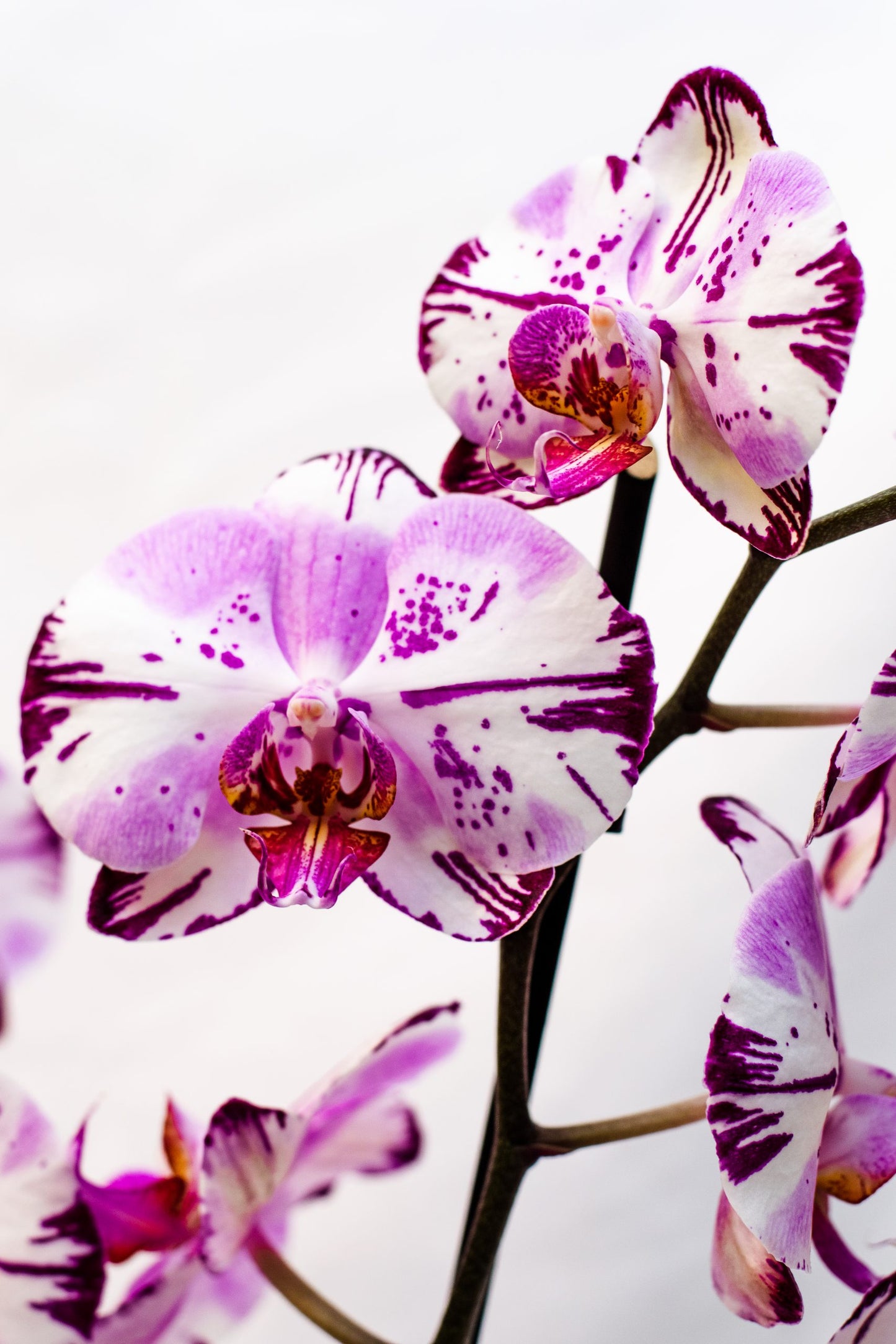 🧞♀️ORCHIDÉE 🧞♀️