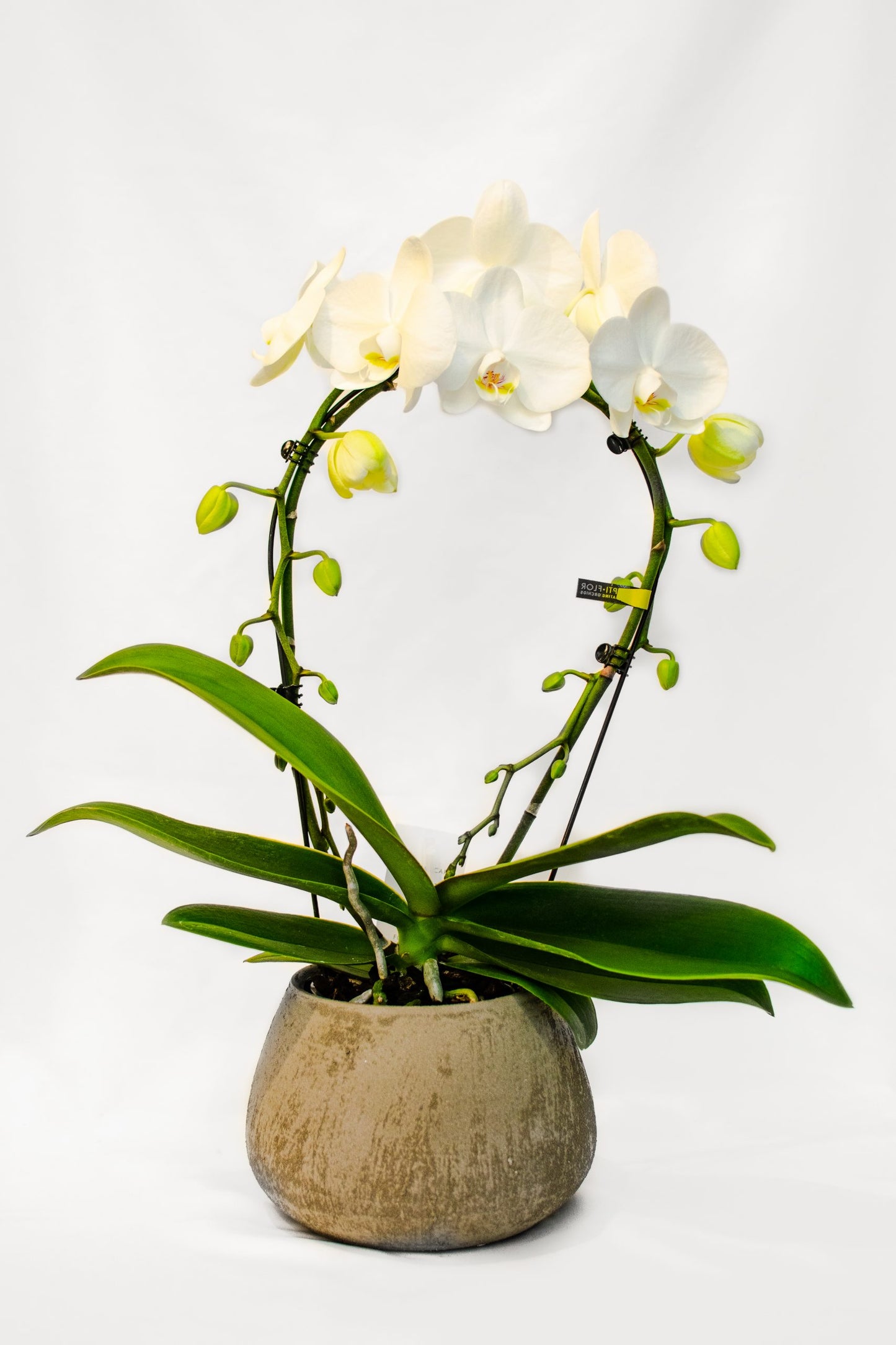 Orchidee